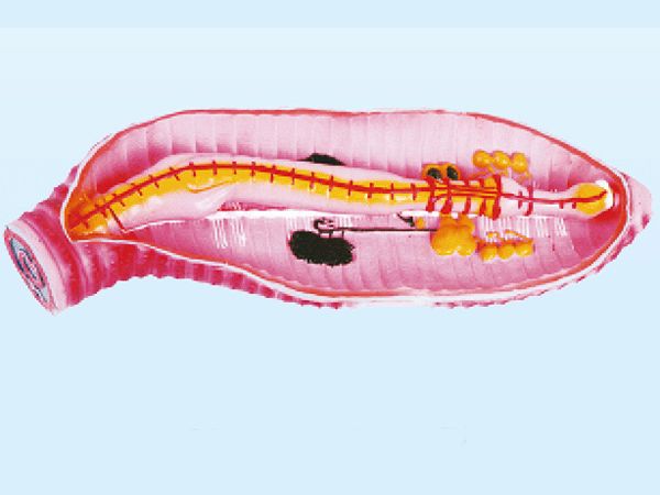 蚯蚓解剖模型